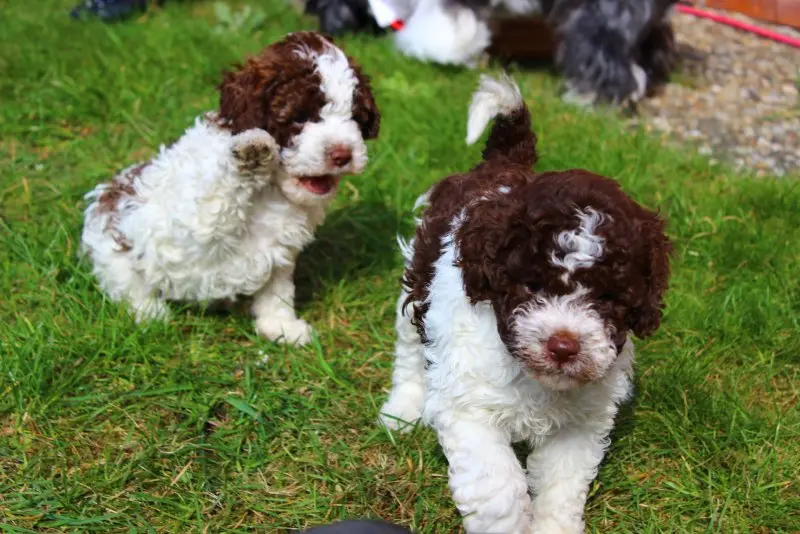 Hình ảnh chó Lagotto Romagnolo 17