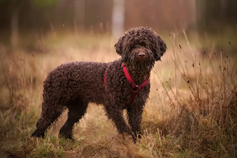 Hình ảnh chó Lagotto Romagnolo 18