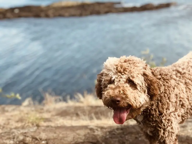 Hình ảnh chó Lagotto Romagnolo 19