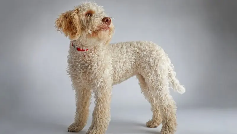 Hình ảnh chó Lagotto Romagnolo 20