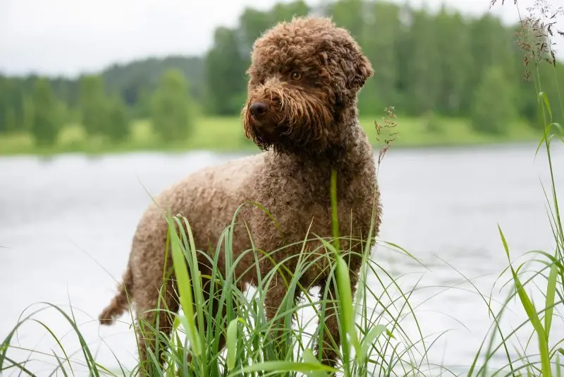 Hình ảnh chó Lagotto Romagnolo 21