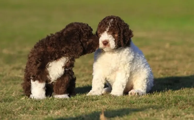 Hình ảnh chó Lagotto Romagnolo 22