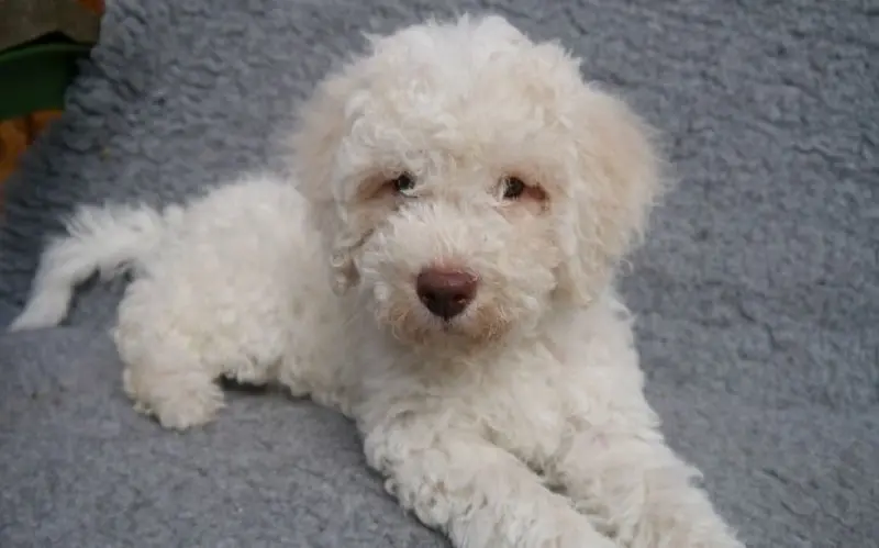 Hình ảnh chó Lagotto Romagnolo 23