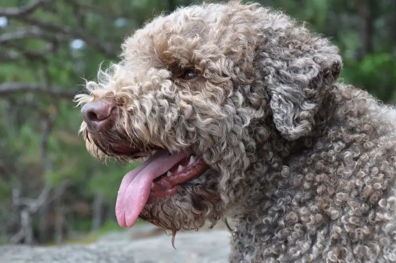 Hình ảnh chó Lagotto Romagnolo 24