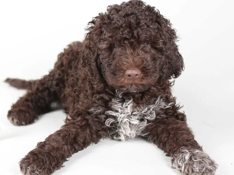 Hình ảnh chó Lagotto Romagnolo 25