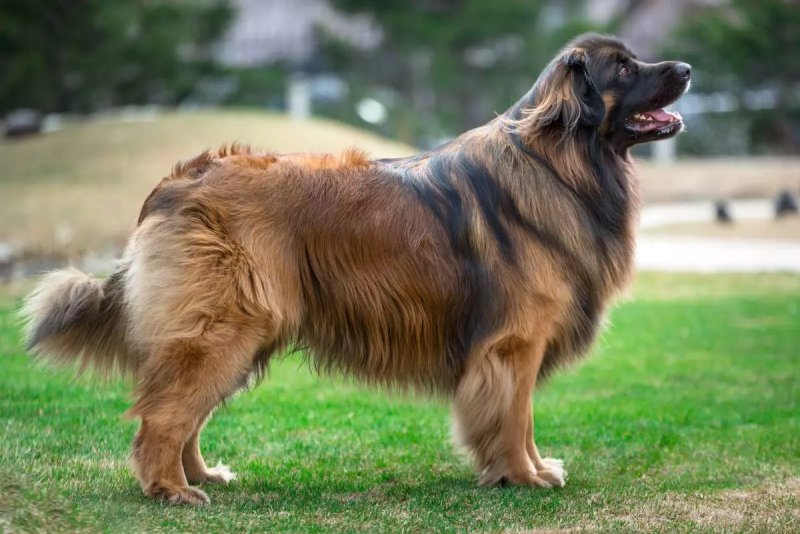 Nguồn gốc chó Leonberger