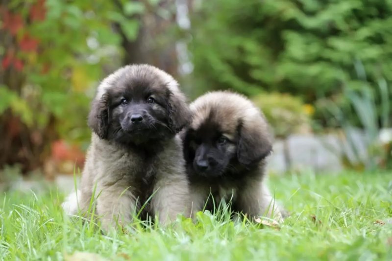 Cách chăm sóc chó Leonberger 1