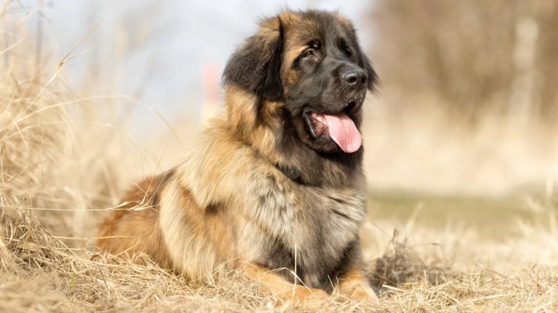 Cách chăm sóc chó Leonberger 4