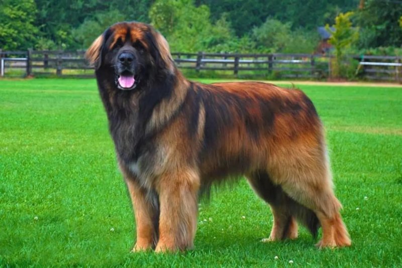 Hình ảnh chó Leonberger 1