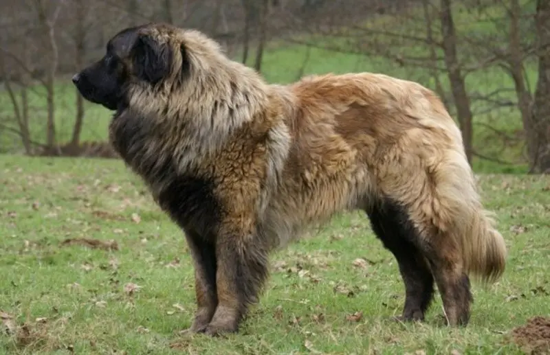 Hình ảnh chó Leonberger 3