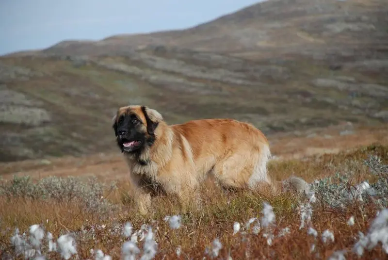 Hình ảnh chó Leonberger 4