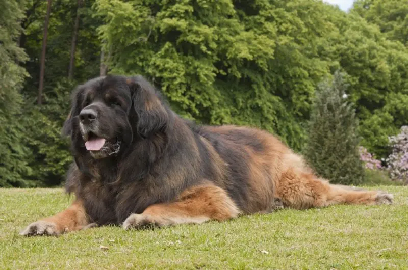 Hình ảnh chó Leonberger 5