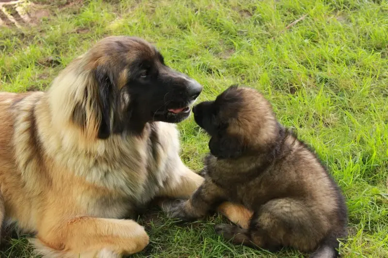 Hình ảnh chó Leonberger 6