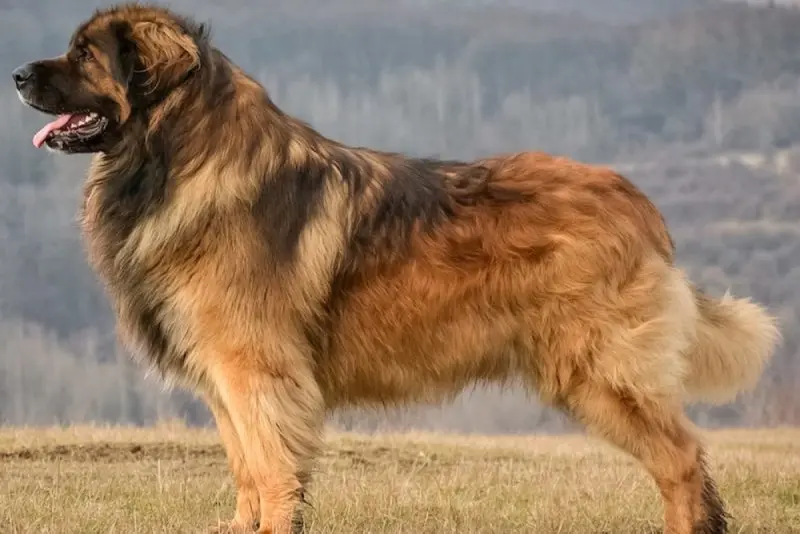 Hình ảnh chó Leonberger 7