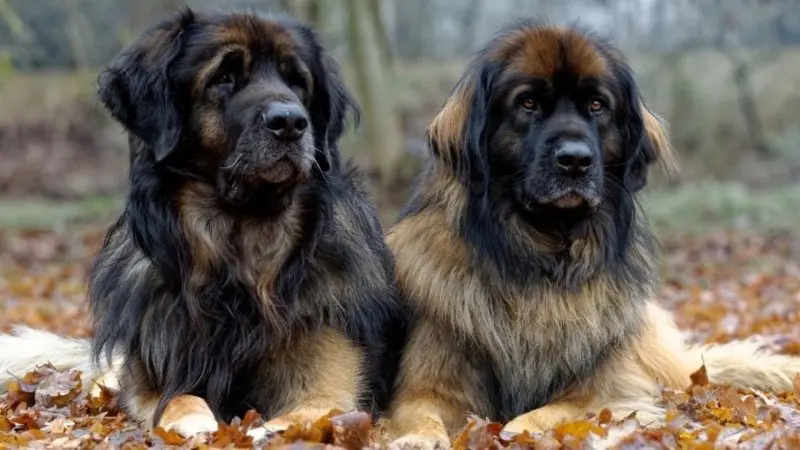 Hình ảnh chó Leonberger 8