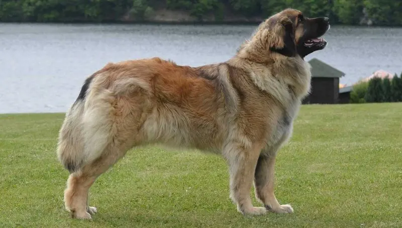 Hình ảnh chó Leonberger 9