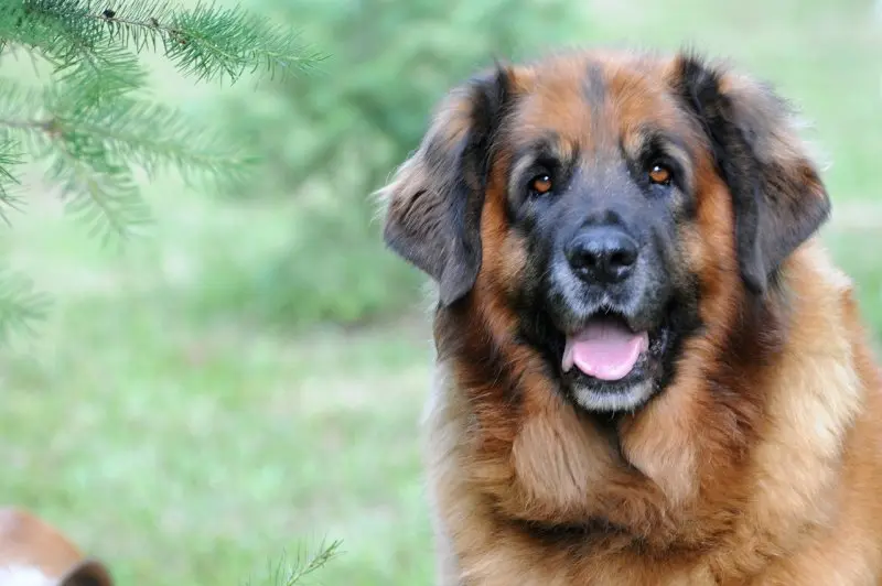 Hình ảnh chó Leonberger 10