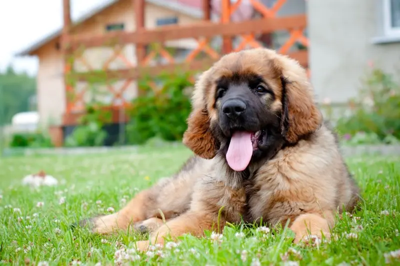 Hình ảnh chó Leonberger 11