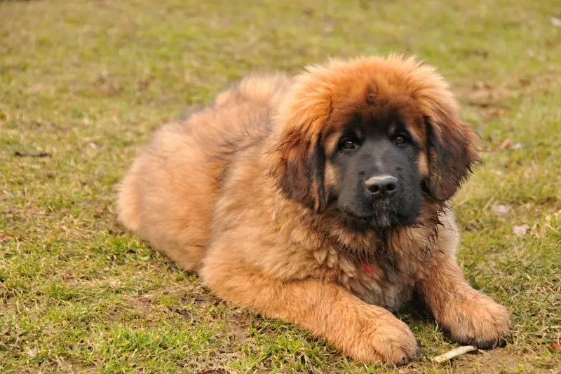 Hình ảnh chó Leonberger 12