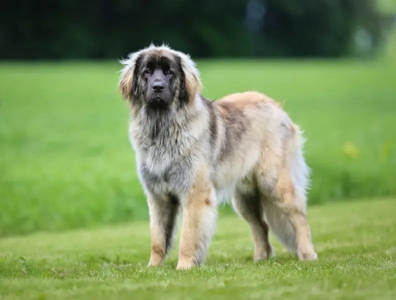 Hình ảnh chó Leonberger 13