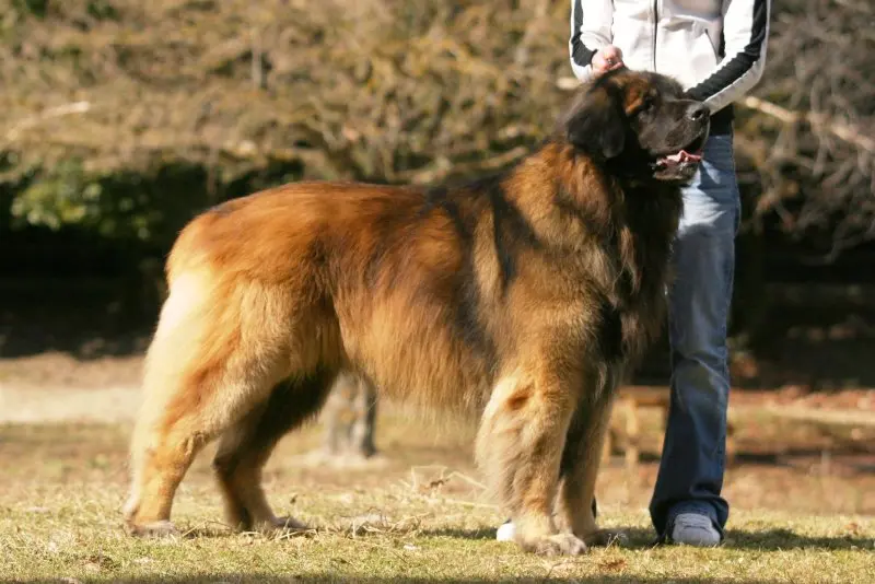 Hình ảnh chó Leonberger 14