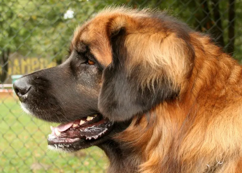 Hình ảnh chó Leonberger 15