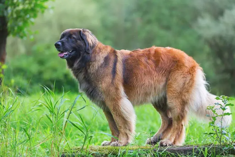 Hình ảnh chó Leonberger 16