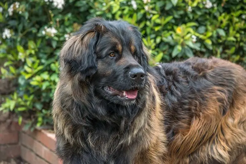 Hình ảnh chó Leonberger 17