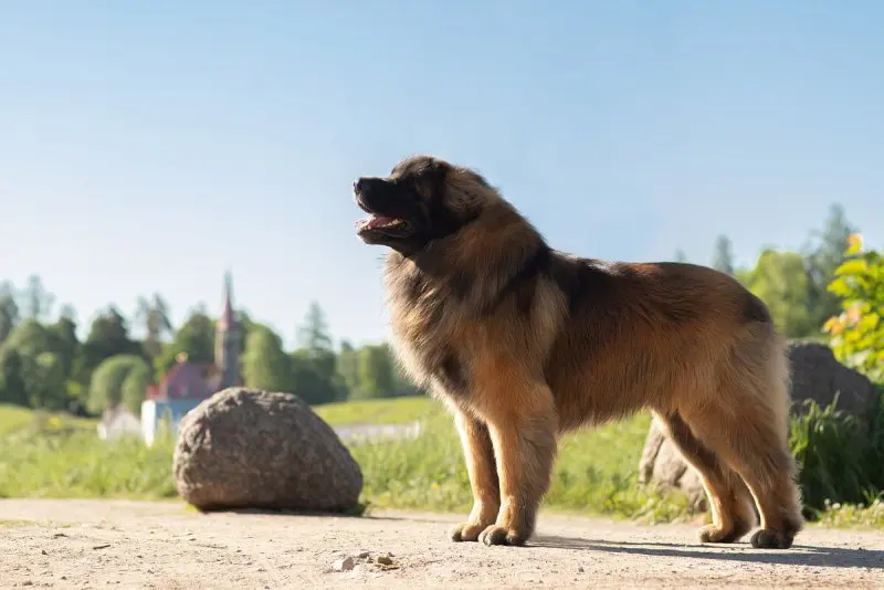 Hình ảnh chó Leonberger 18