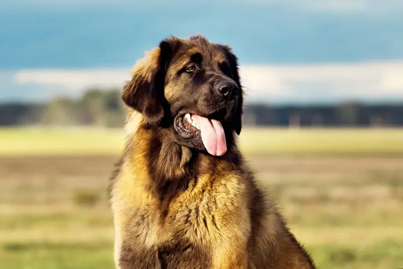 Hình ảnh chó Leonberger 19