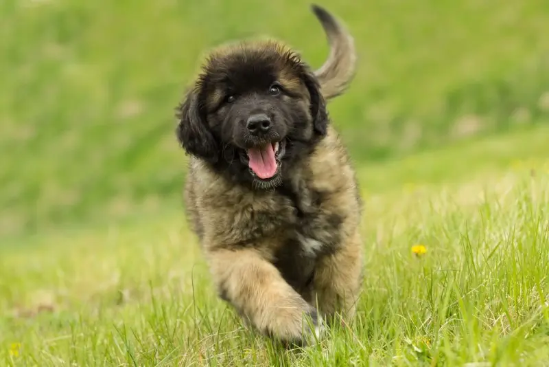 Hình ảnh chó Leonberger 20