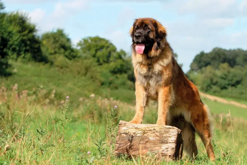 Hình ảnh chó Leonberger 21