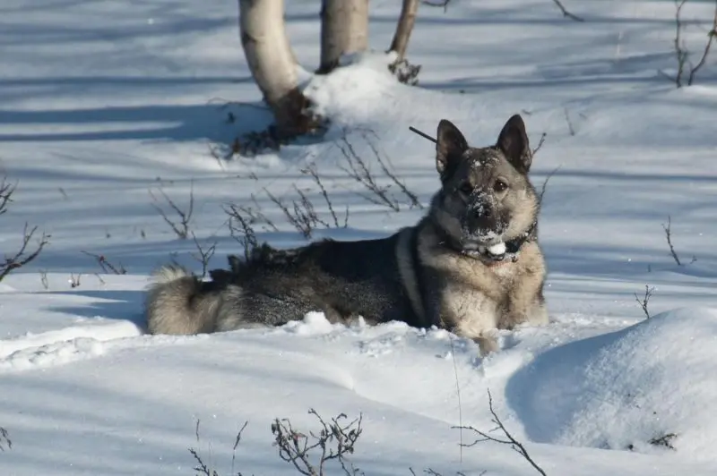 Cách chăm sóc chó Norwegian Elkhound 1