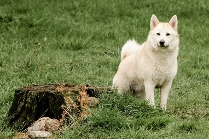 Cách chăm sóc chó Norwegian Elkhound 2