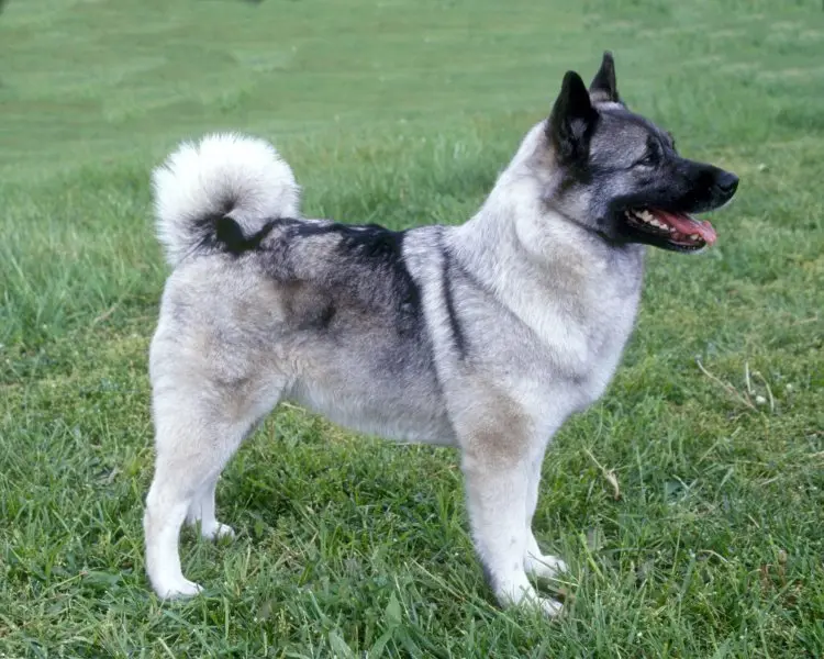 Cách chăm sóc chó Norwegian Elkhound 3