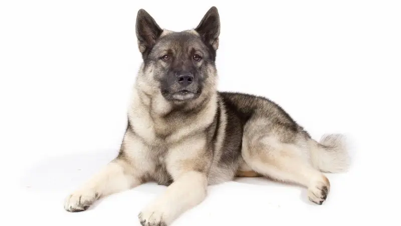 Tuổi thọ và sức khỏe chó Norwegian Elkhound