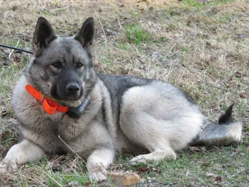 Huấn luyện chó Norwegian Elkhound 