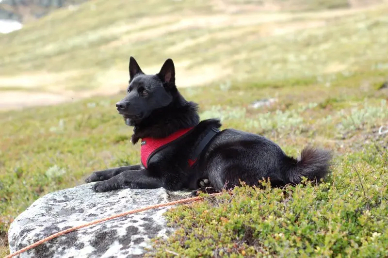 Giá bán chó Norwegian Elkhound 