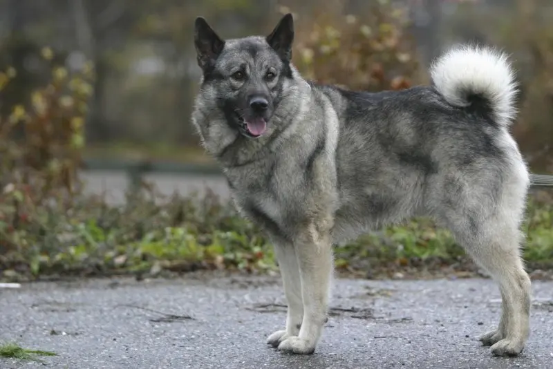 Hình ảnh chó Norwegian Elkhound 1