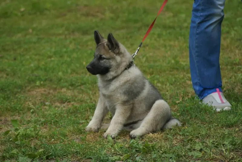 Hình ảnh chó Norwegian Elkhound 2