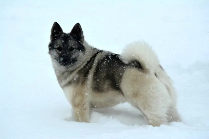 Hình ảnh chó Norwegian Elkhound 3