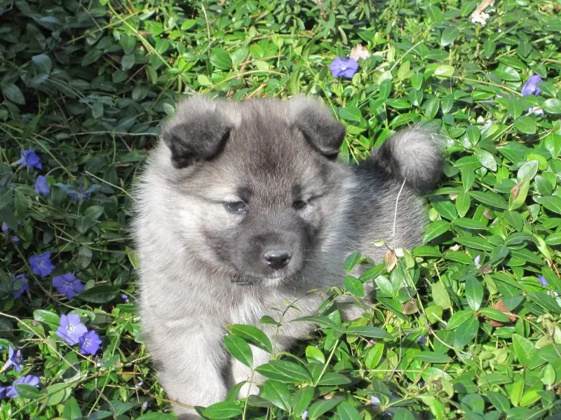 Hình ảnh chó Norwegian Elkhound 4