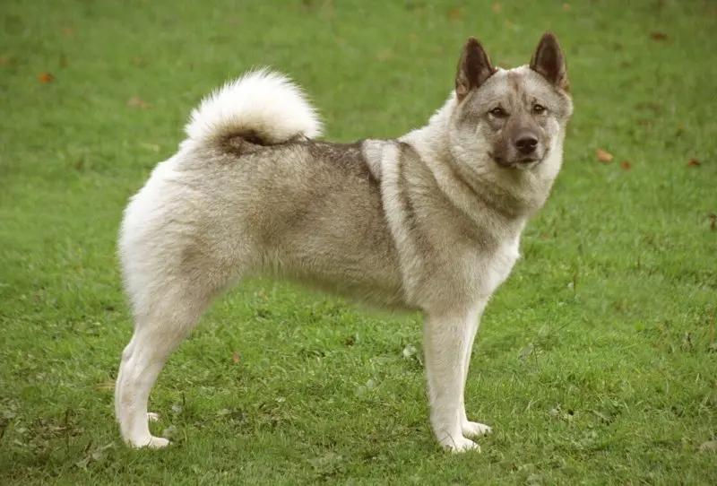 Hình ảnh chó Norwegian Elkhound 5