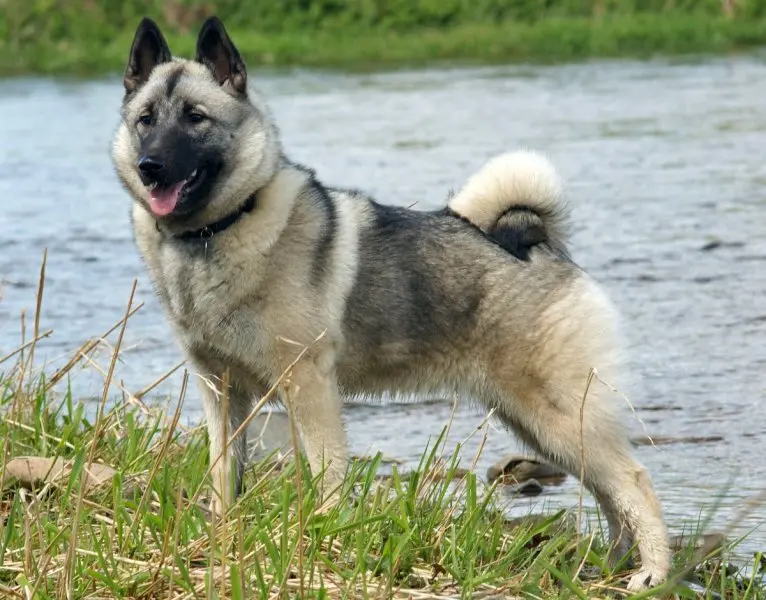 Hình ảnh chó Norwegian Elkhound 6