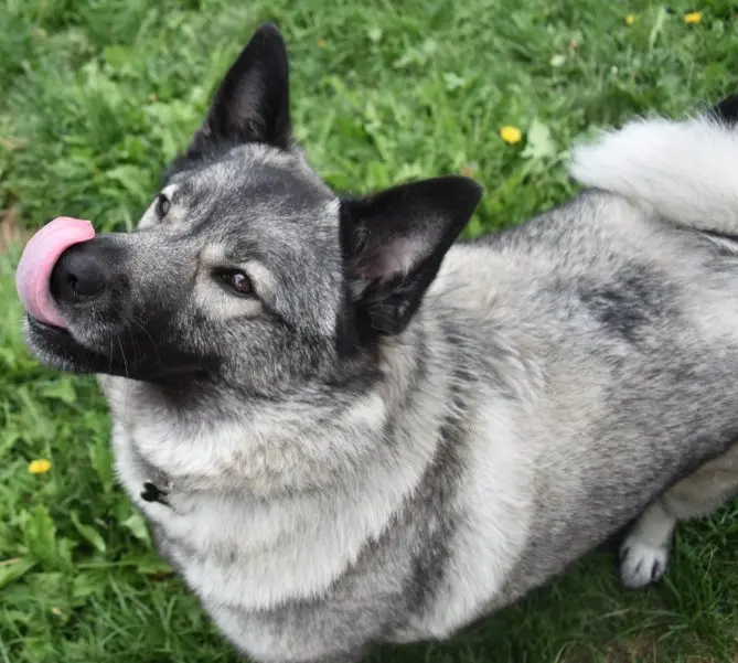 Hình ảnh chó Norwegian Elkhound 7