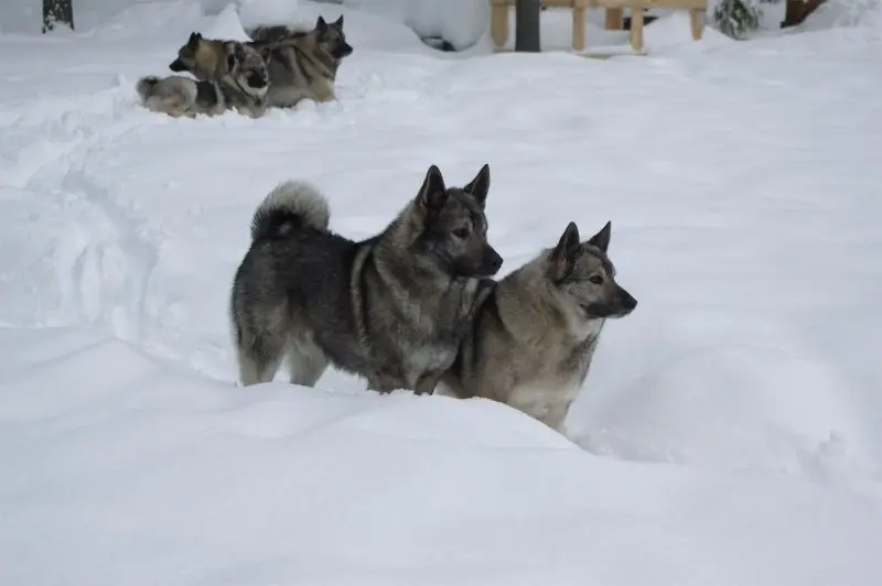 Hình ảnh chó Norwegian Elkhound 8