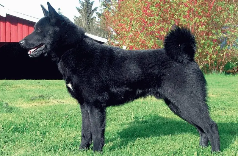 Hình ảnh chó Norwegian Elkhound 9