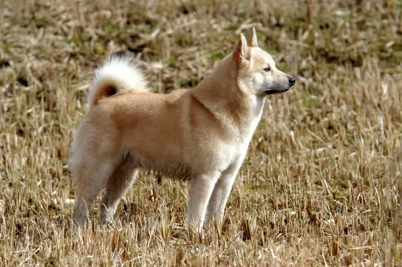 Hình ảnh chó Norwegian Elkhound 10