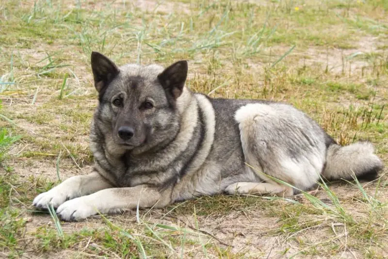 Hình ảnh chó Norwegian Elkhound 11