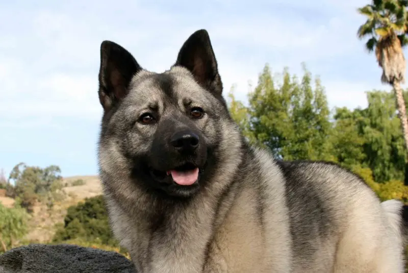 Hình ảnh chó Norwegian Elkhound 12